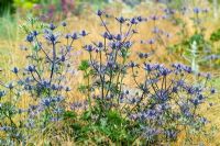 Eryngium x zabelii