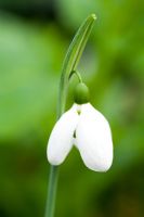 Galanthus 'Melanie Broughton'