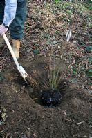 Planting a rootballed Cercidiphyllum in January - Backfilling with soil. The soil level around the tree will match the original level where it was growing.
