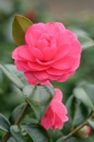 Camellia 'Adorable'