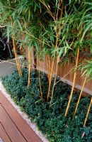 Wooden terrace beside house with Phyllostachys vivax 'Aureocallis' and Buxus