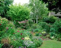 The orchard in early summer with Rosa, Hostas, Violas and Betula - Woodchippings, Northants 