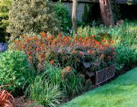 Euphorbia griffithii 'Fern Cottage' in a border with Ilex 'Ferox Argentea' behind - Pettifers, Oxfordshire