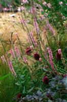 Veronica petraea 'Pink Damask' and Allium sphaerocephalon - Devon garden