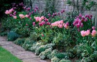 Spring border with Tulipa 'Ballade', Tulipa 'New Design', sweet Alyssum and Stachys byzantina - St Michael's House, Kent