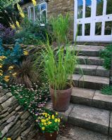 Steps beside the house with terracotta containers planted with Pennisetums, Wingwells nursery, Rutland