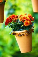 Beaded terracotta pot hanging from a tree planted with dwarf Chrysanthemums. Design Clare Matthews