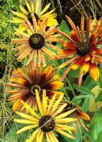 Unusual Rudbeckia x hirta 'Chim Chiminee' with fluted petals rising through the wispy seed heads of the grass Deschampsia flexuosa