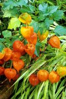 Physalis alkekengi - Chinese lanterns, with one pod revealing the red fruit within, spilling over a pot rim into the variegated leaves of Hakoneckloa macra 'Auereola'