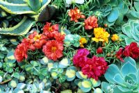 Succulent leaved Portulaca in flower amongst other drought resistant plants including Echeveria and Sedum sieboldii 'variegata' 