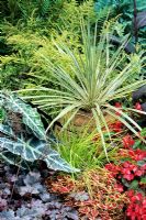 Cordyline 'Torbay Dazzler' raised up in a terracotta jar to create a focal point amongst tropical style planting. Heuchera 'Can-Can', Alocasia x amazonica, Coleus, Begonia 'Dragon Wing Red' and Carex elata 'Aurea'