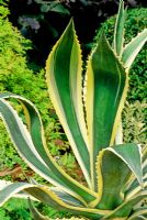 Agave americana 'Variegata' - succulent leaved century plant 