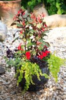 Completed glazed pot with Fuchsia thalia, Petunia 'Fantasy Red', Basil 'Purple Ruffles', Lavandula, Lysimachia aurea 'Goldilocks' and Carex comans 
