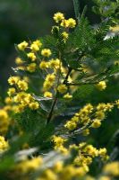Flowering Acacia baileyana 'Purpurea' - Wattle