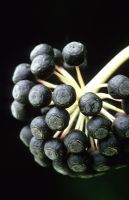 Black berries of Fatsia japonica - Japanese aralia