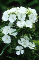 Dianthus barbatus alba - Sweet william