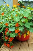 Painted pot in the hot area with Tropaeolum majus and marigolds 