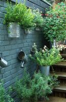 Herbs in galvanised containers on steps by kitchen