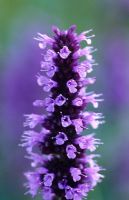 Agastache 'Black Adder' - Hyssop