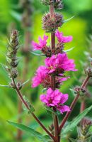 Lythrum virgatum 'The Rocket' - Loosestrife