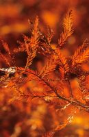 Taxodium distichum in autumn colour at Great Dixter - Swamp cypress