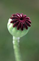 Papaver orientale seedhead - oriental poppy