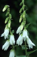 Campanula alliariifolia - Ivory bells