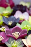 Collection of Helleborus varieties floating in water in a shallow bowl