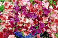 Selection of cut Lathyrus odoratus in a blue and white bowl with Dianthus and Lavandula around the base