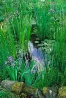 Small wildlife pond planted with Equisetum, Irises and Water Lilies