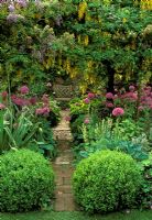 Buxus topiary spheres mark start of brick path between borders of Alliums planted beneath Laburnum tree in flower. Bench at end of path as focal point. Iconic garden English country style - Barnsley House, Gloucestershire UK 