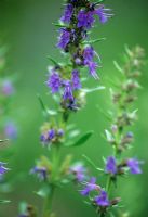 Hyssopus officinalis 