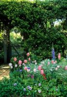 Front garden with gate in hedge. Pink Tulipa in raised border with ornamental cabbages, Pansies and Anemones - Dallas, USA