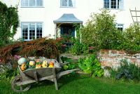 House with lead roofed porch and walled terrace in autumn with old fashioned wheelbarrow of heritage pumpkins in front on lawn. Berrying cotoneaster over wall and Bergenia.