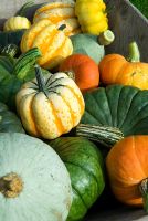 Heritage varieties of pumpkins and squashes in old wooden wheelbarrow. Varieties - pale 'Blue Ballet' in foreground, multicoloured 'Winter Festival', large dark 'Queensland Blue' and orange 'Turks Turban'