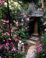 Cottage garden with birdbath, Rosa 'Raubritter', Lavandula and Aquilegia