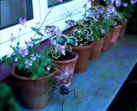 Row of pots by window with Nemesia and Pelargonium 'Frank Headley'