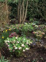 Helleborus orientalis in winter garden - Campden Cottage, Buckinghamshire