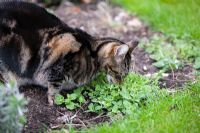 Cat eating Nepeta - catnip