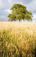 Fraxinus - Ash tree in field with long grass