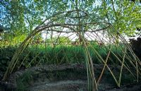 Newly planted Salix, willow igloo - The Lucy Redman School of Garden Design, Suffolk