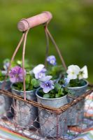 Violas in a wire-work basket and galvanised pots, on a stripy seat