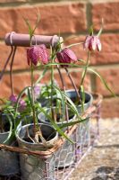 Fritillaria meleagris, Snakes head fritillary in galvanised wire container on lichen covered stone seat