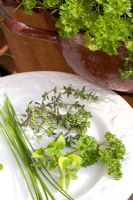 Herbs freshly cut onto a white plate - Petroselinum crispum, Origanum, Allium schoenoprasum and Thymus