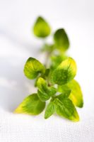 Origanum vulgare 'Gold Tip' on white Linen