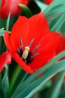Tulipa liniifolia Batalinii Group