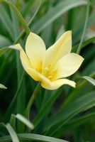 Tulipa linifolia (Batalinii Group) 'Bronze Charm' RHS Gardens, Wisley