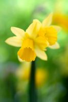 Narcissus 'Tete a Tete' - Doubled daffodil against blurred green background
