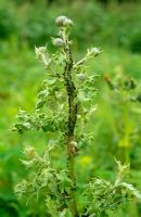 Aphis fabae - Black bean aphid on Cirsium arvense, creeping thistle - reason for keeping down weeds