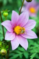 Dahlia 'Woodbridge' with a bee